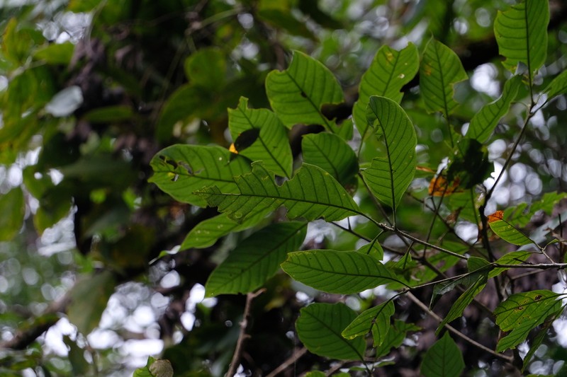 Quercus jenseniana photo 6