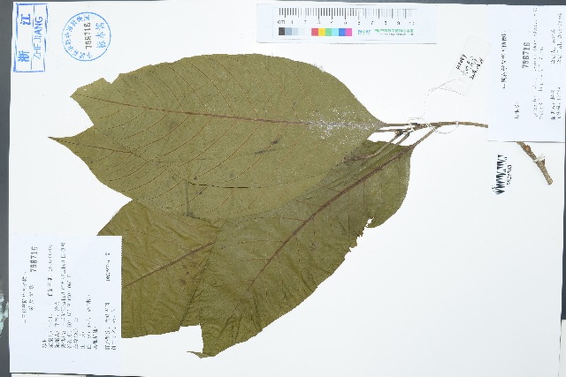 Quercus jenseniana photo 7