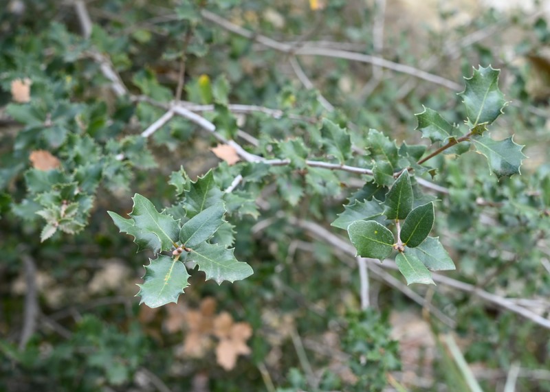 Tucker Oak photo 4