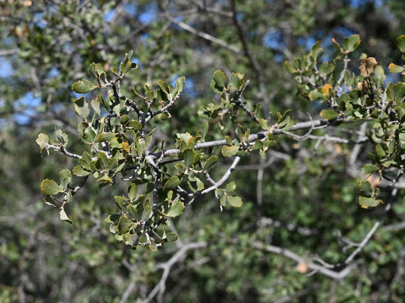 Tucker Oak photo 5