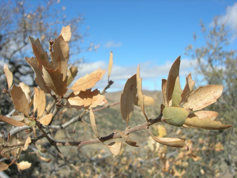 Tucker Oak