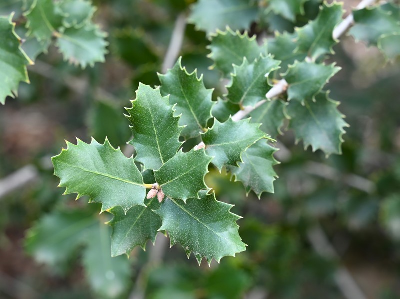 Tucker Oak photo 2