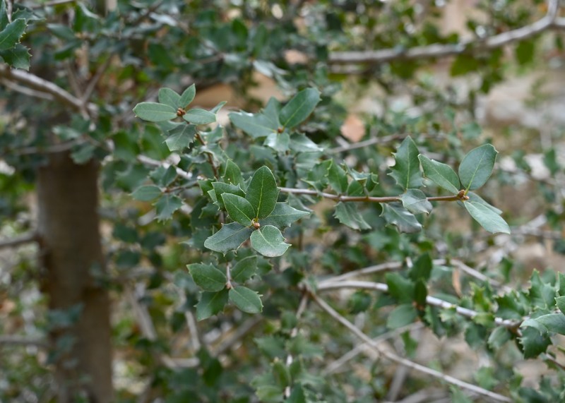 Tucker Oak photo 3