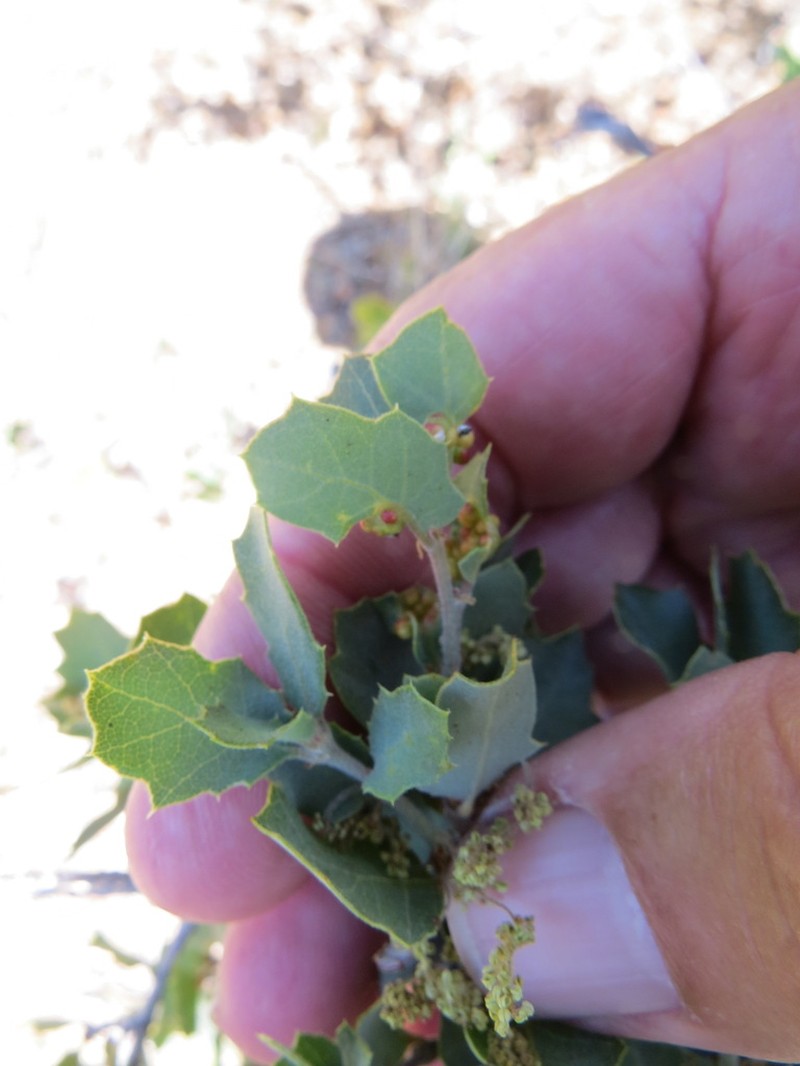 Tucker Oak photo 3