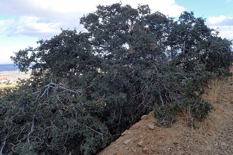 Tucker Oak photo 4
