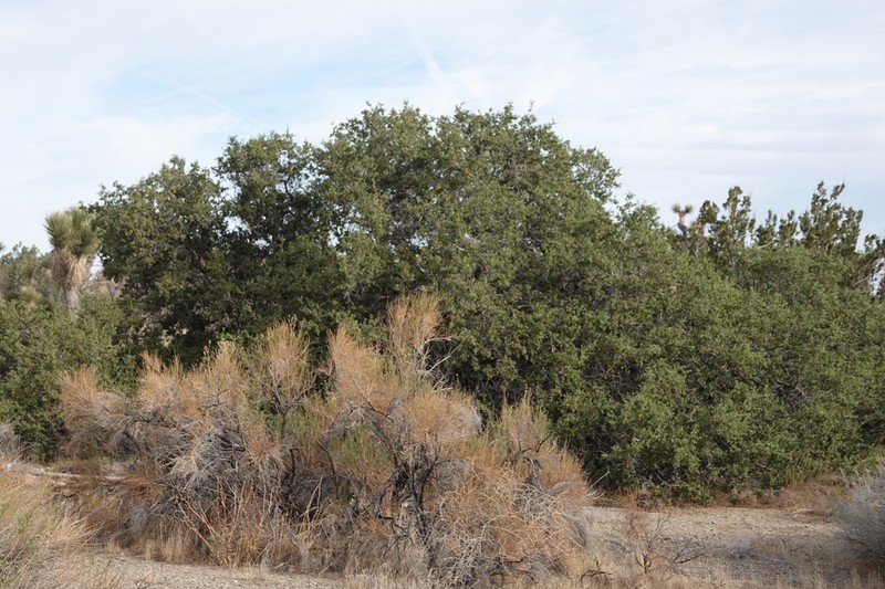 Tucker Oak photo 6