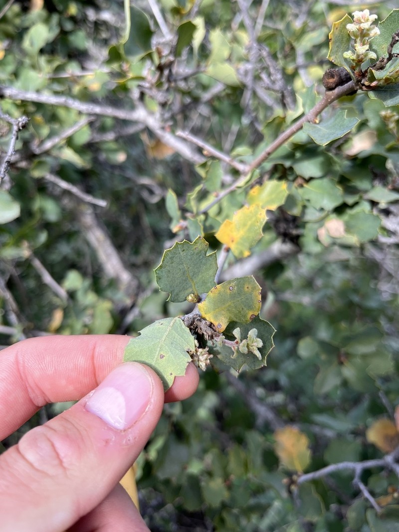 Tucker Oak photo 7