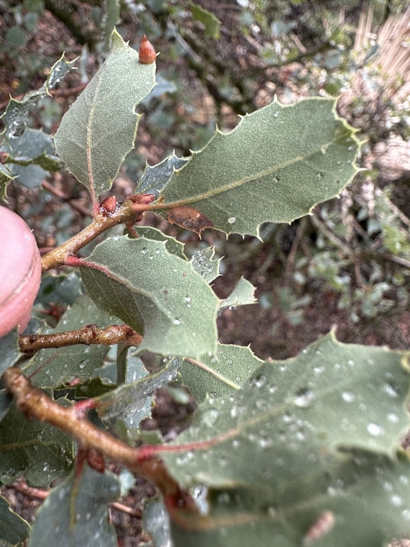 Tucker Oak photo 8