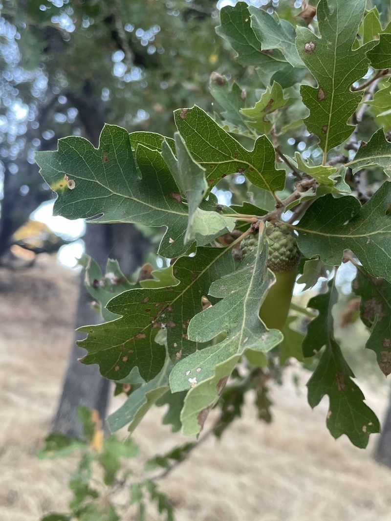 hybrid oak photo 2