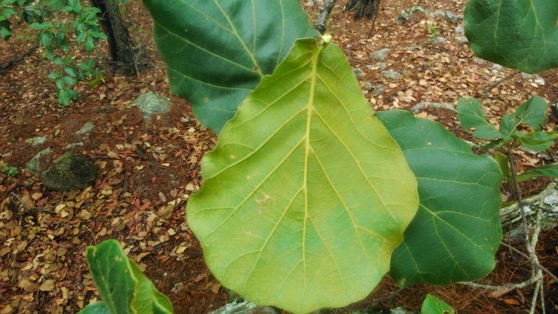 Quercus jonesii photo 2