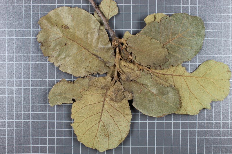 Quercus jonesii photo 3