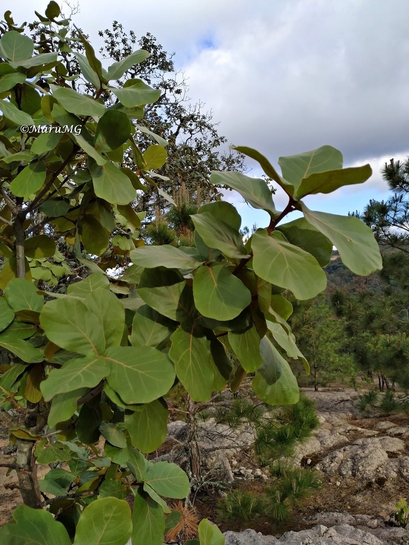Quercus jonesii photo 4