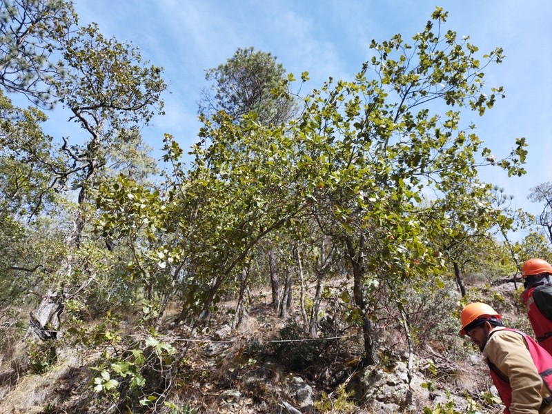 Quercus jonesii photo 5