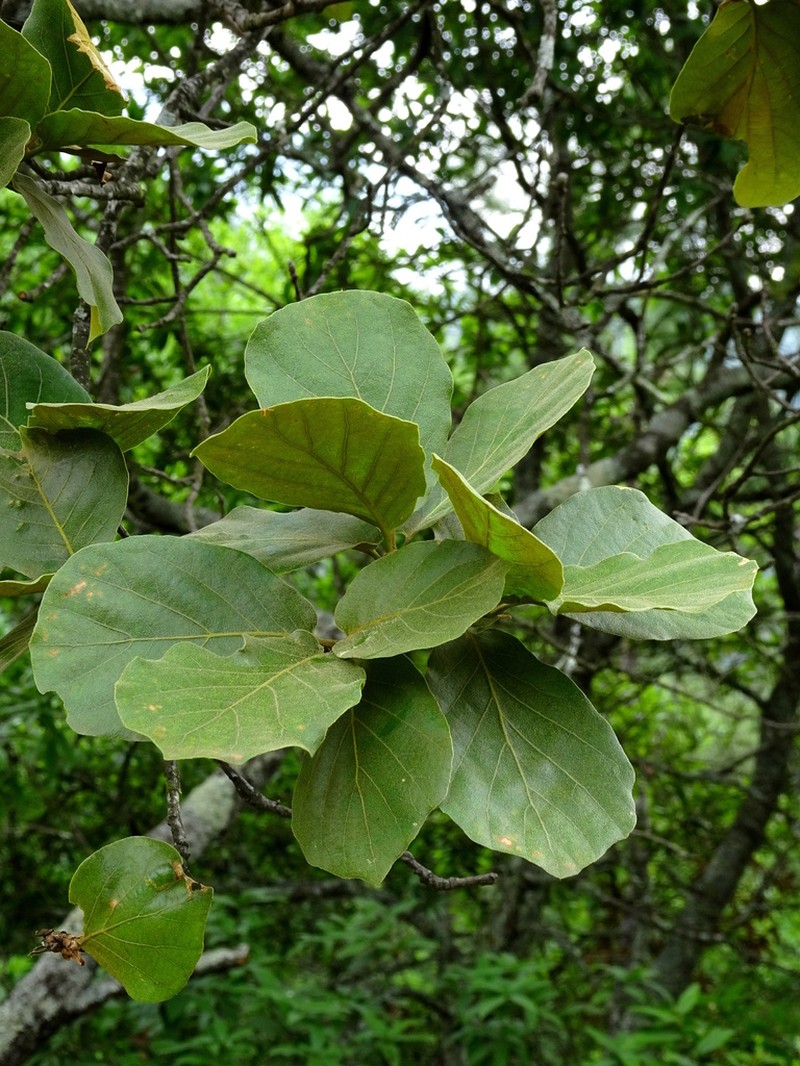Quercus jonesii photo 6