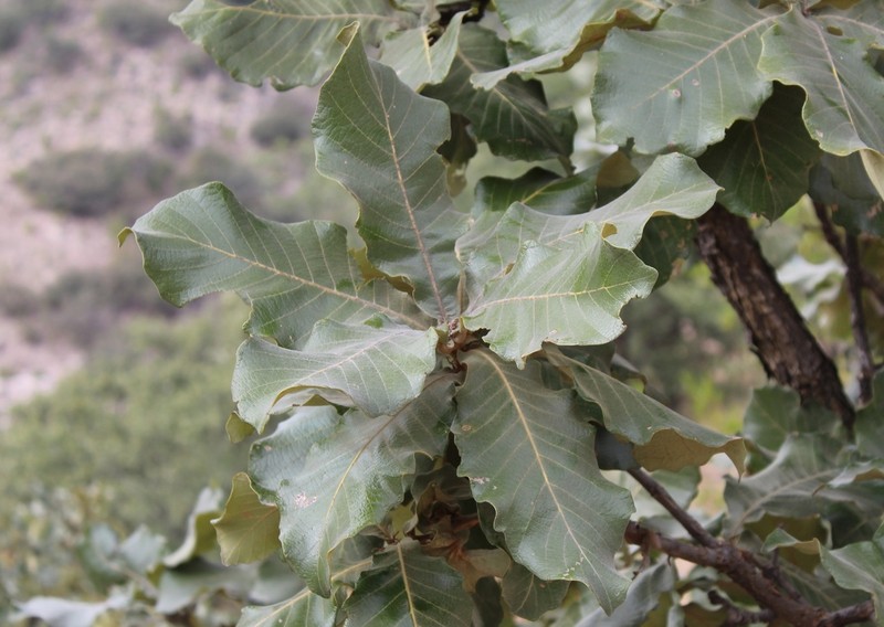 Quercus jonesii photo 7