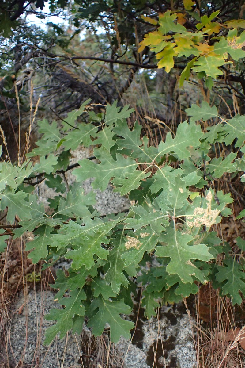California Black Oak photo 2