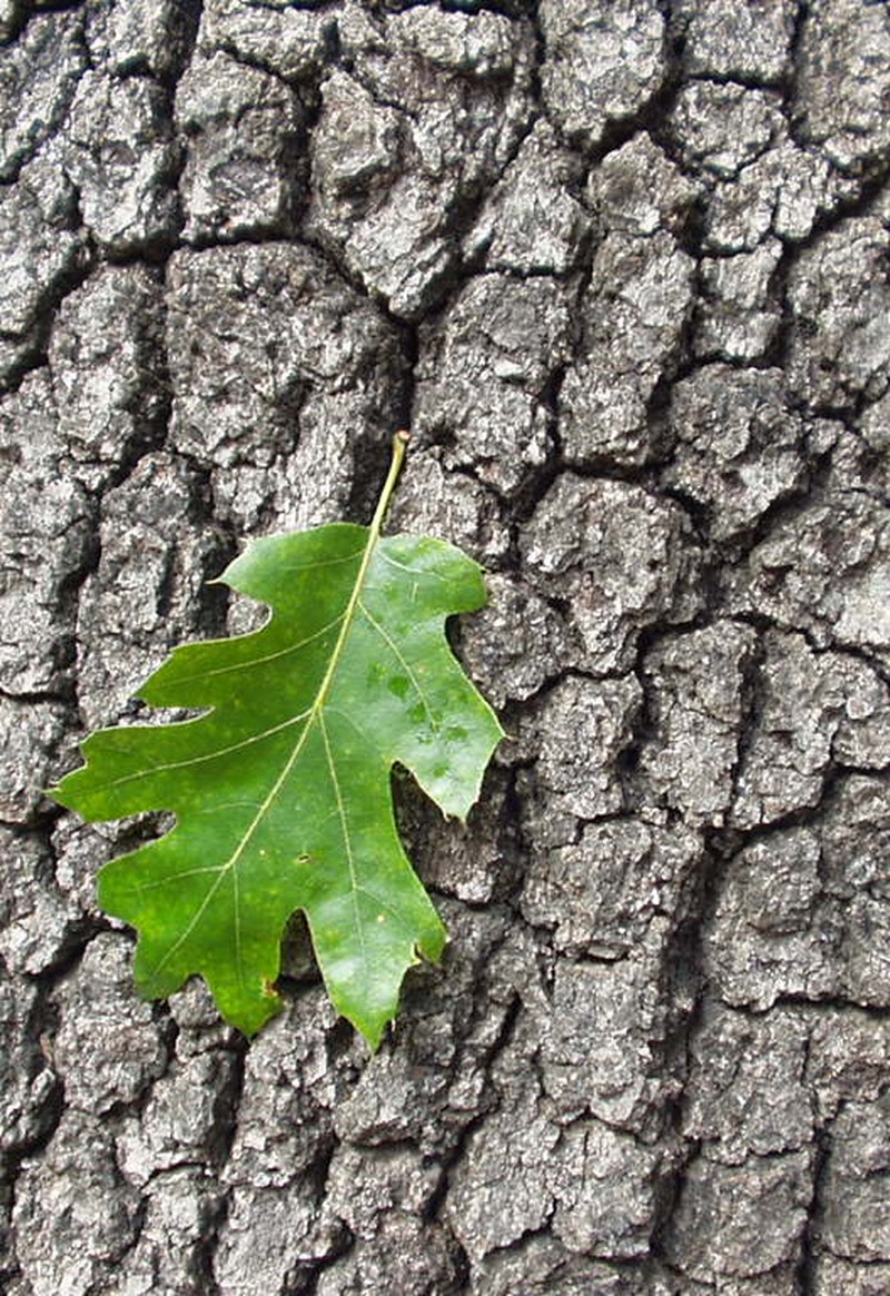 California Black Oak photo 2