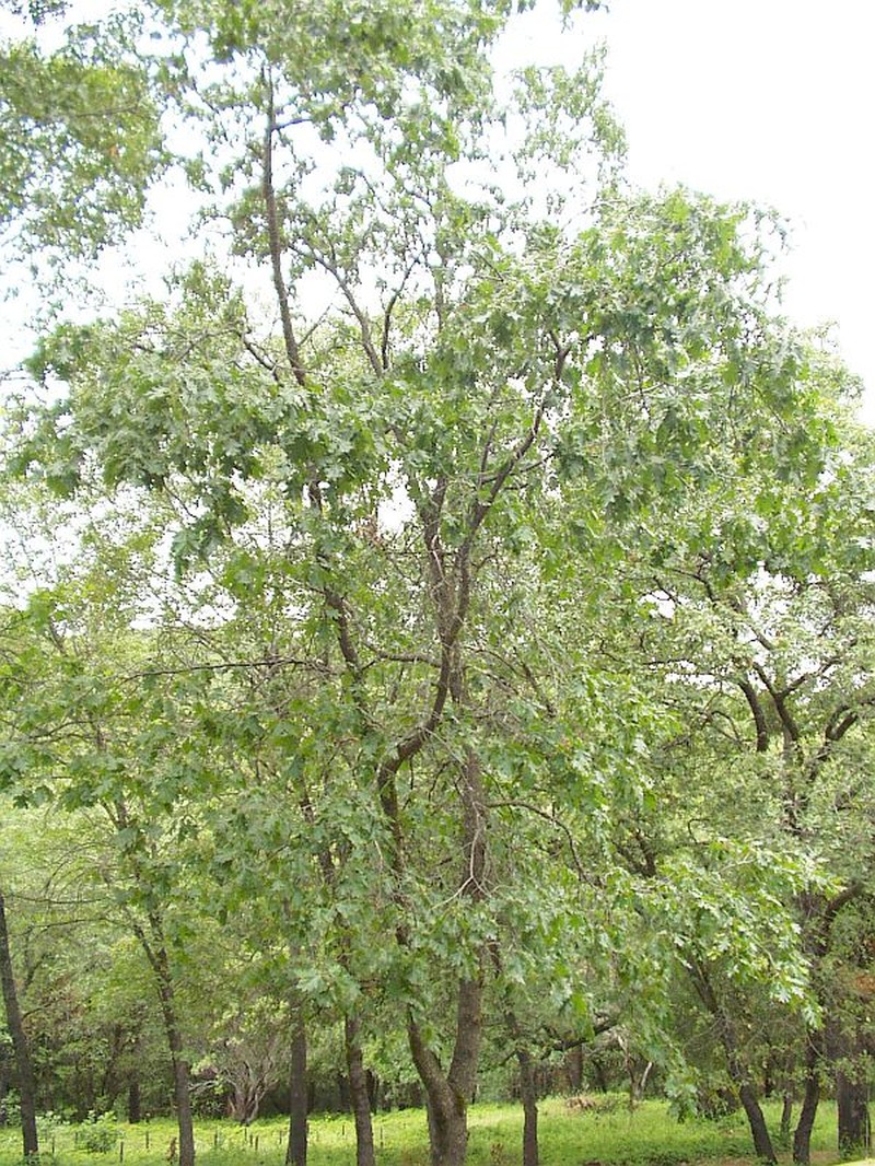 California Black Oak photo 3