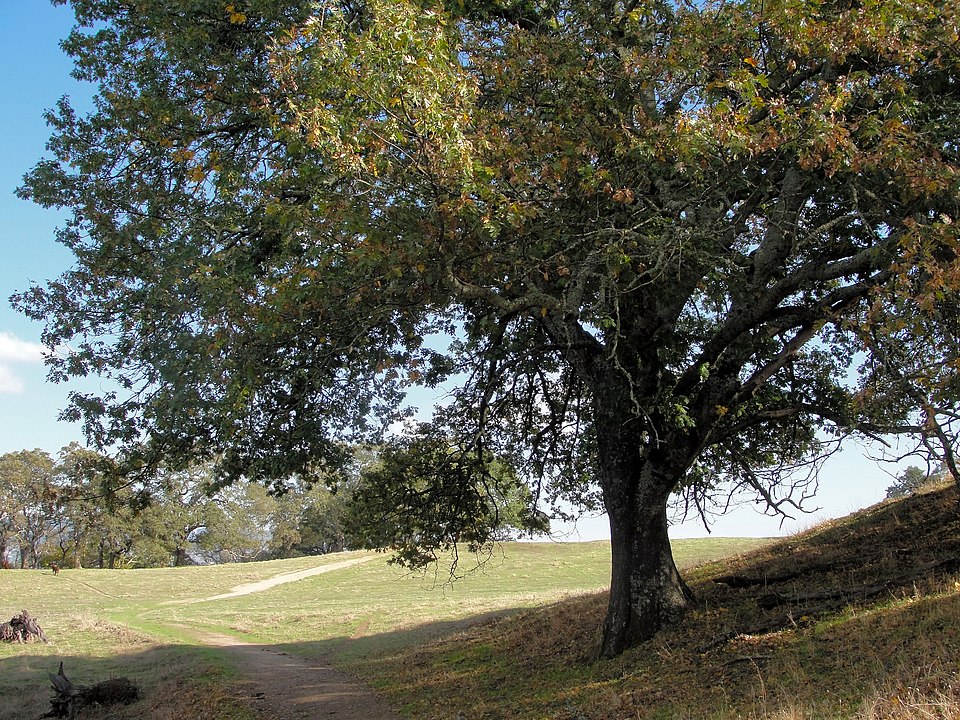 California Black Oak