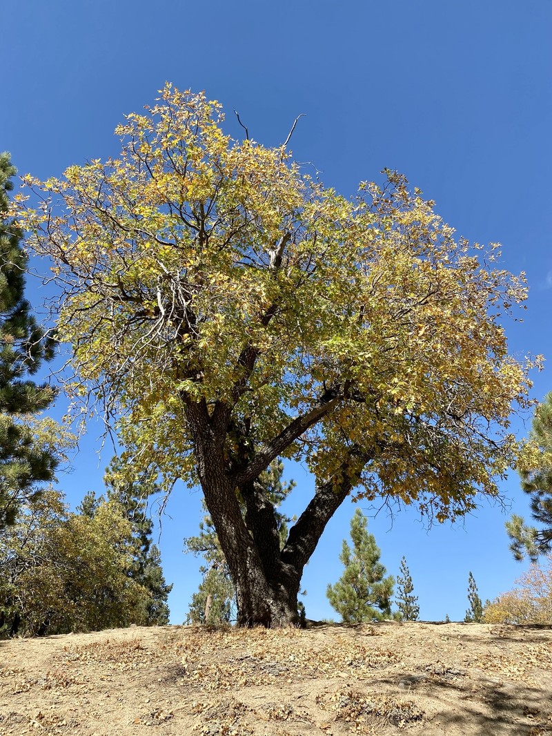 California Black Oak photo 4