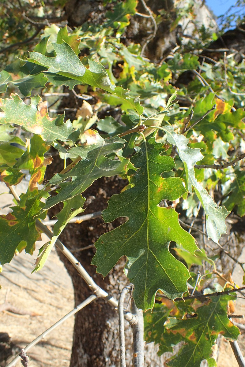 California Black Oak photo 5