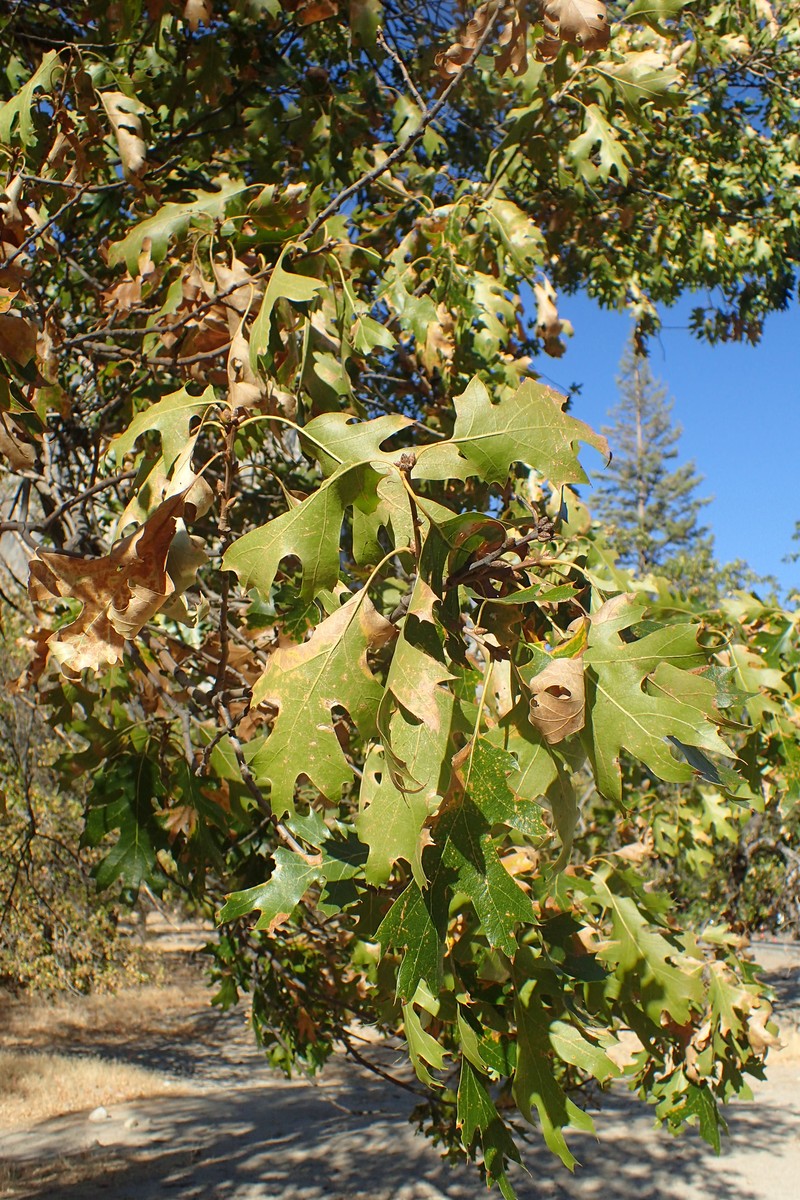 California Black Oak photo 6
