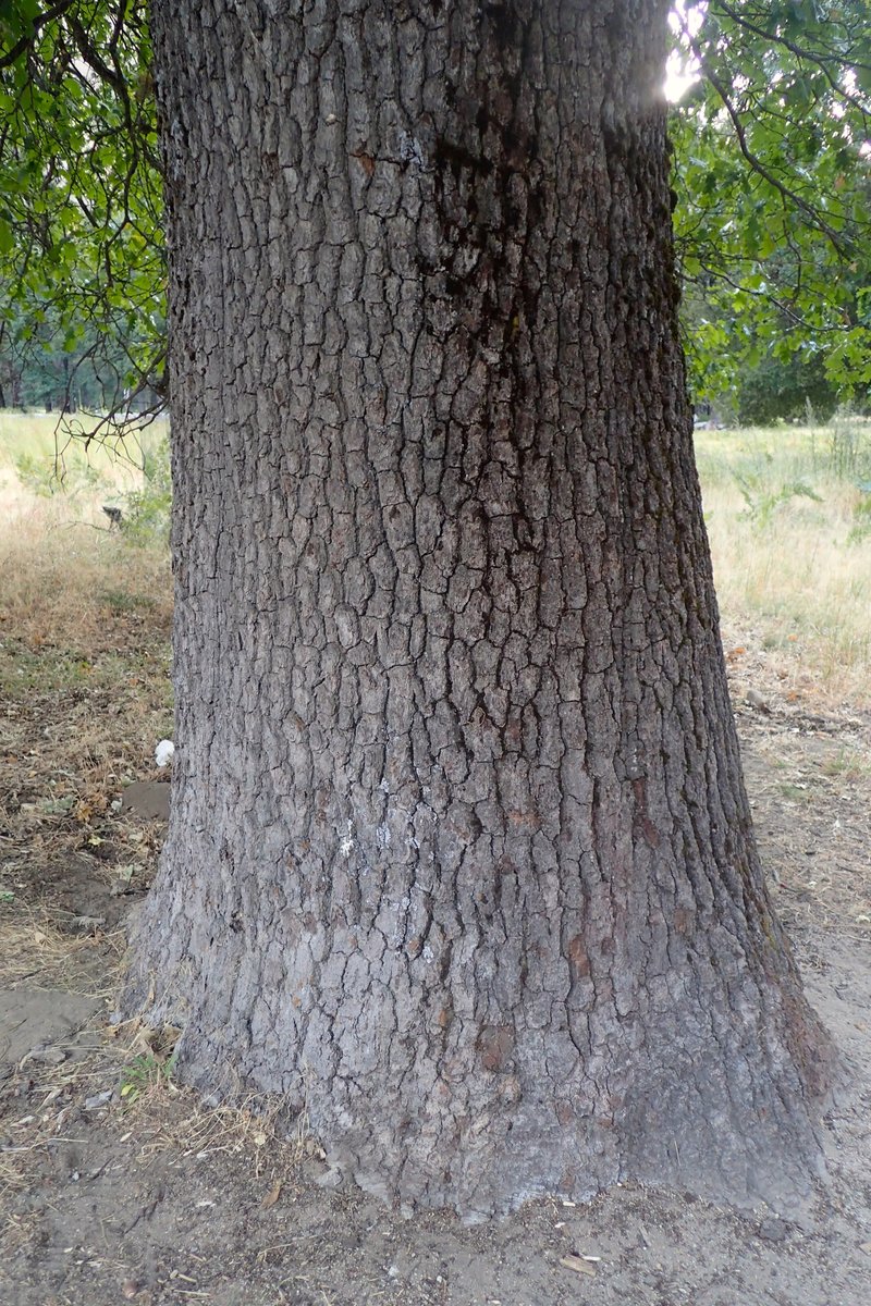 California Black Oak photo 5