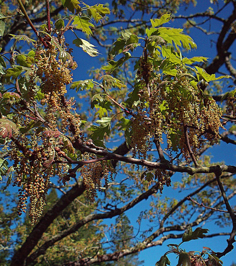 California Black Oak photo 6