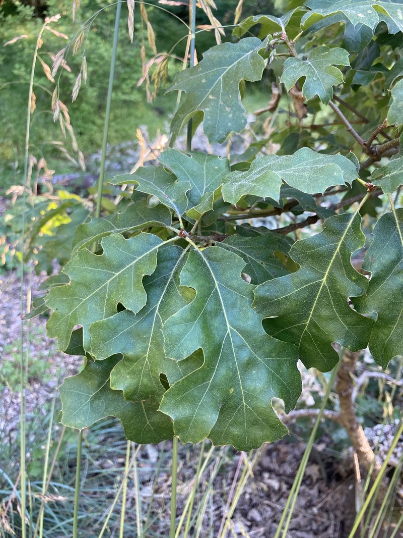 California Black Oak photo 7