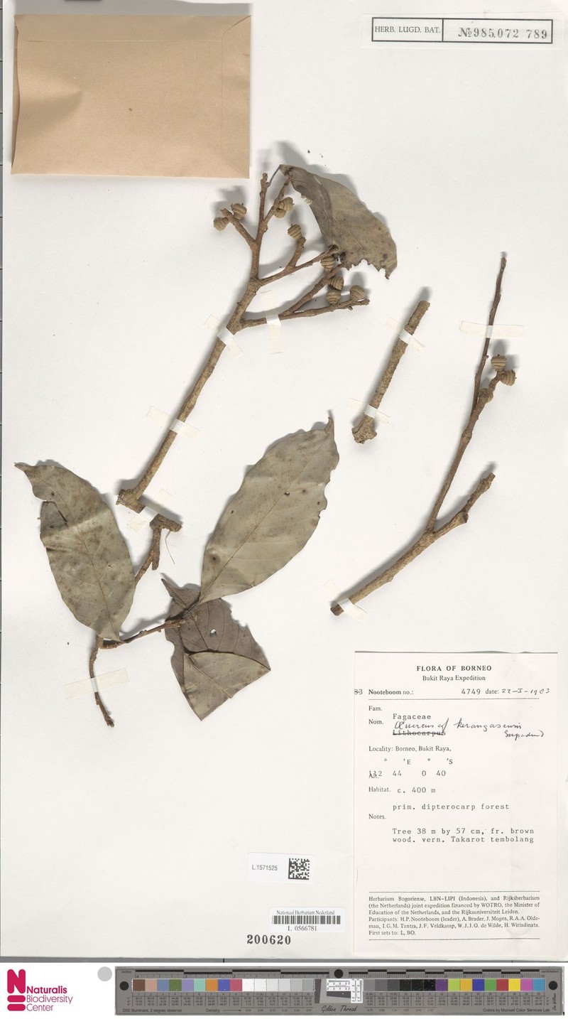 Quercus kerangasensis