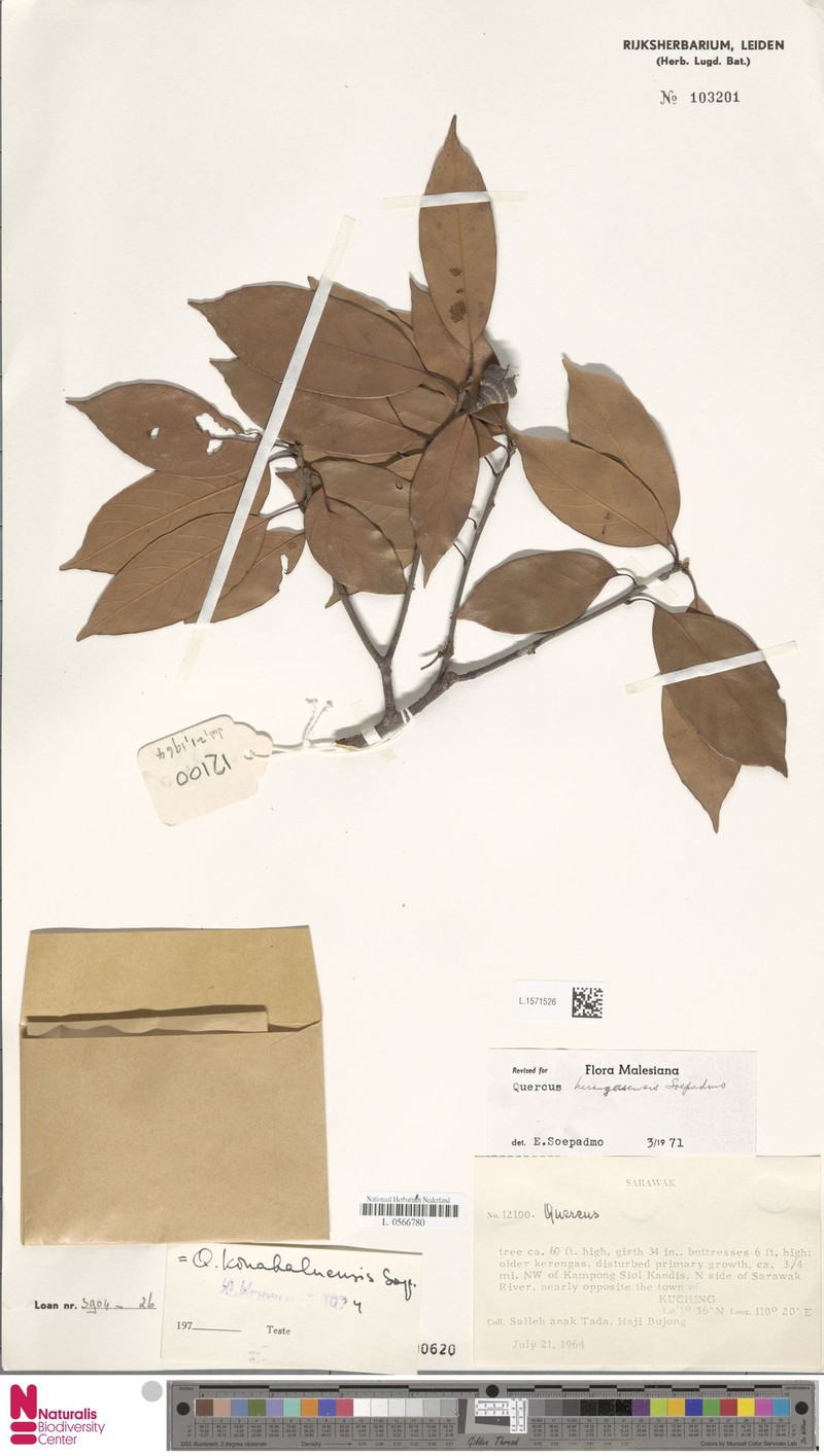 Quercus kerangasensis photo 2