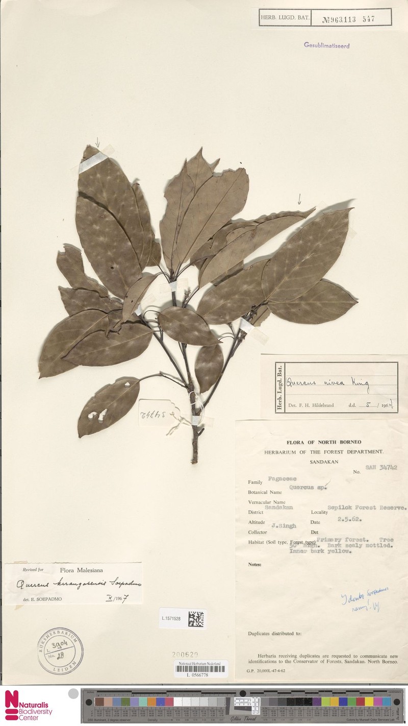 Quercus kerangasensis photo 3