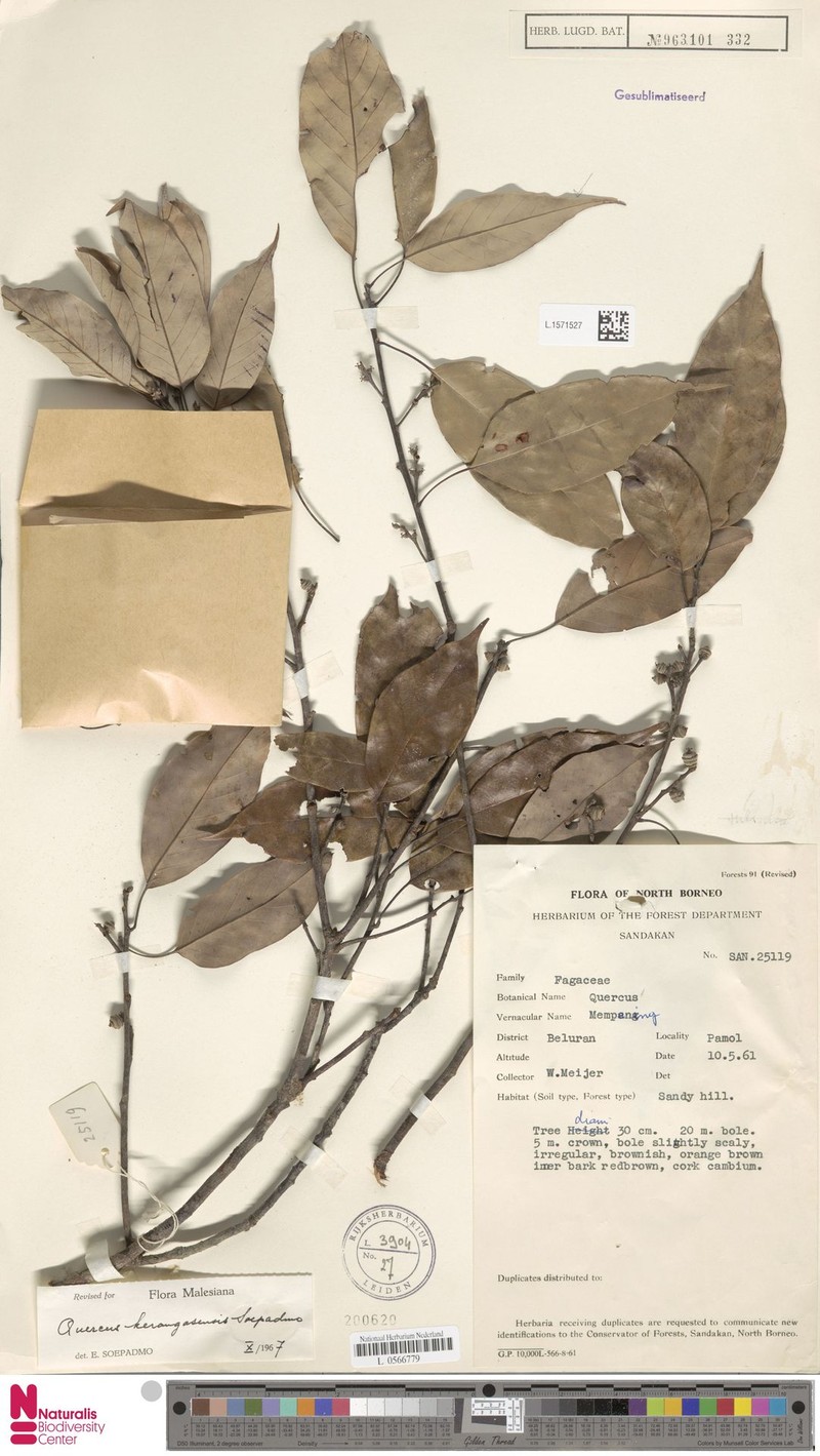 Quercus kerangasensis photo 4