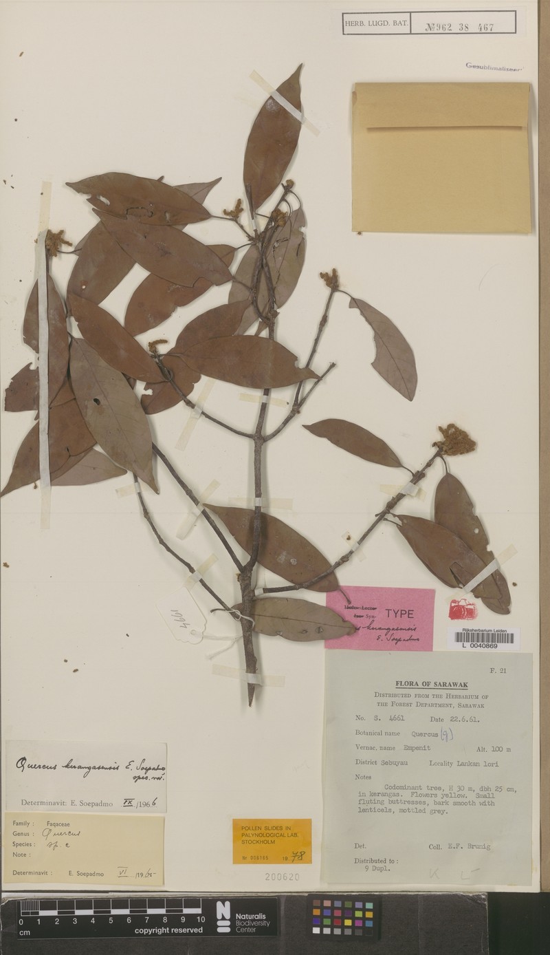 Quercus kerangasensis photo 5