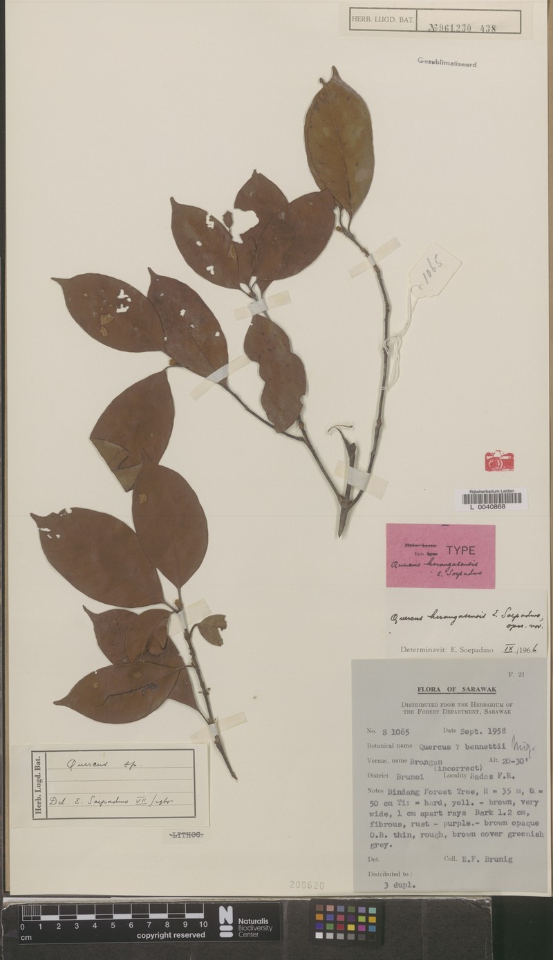 Quercus kerangasensis photo 6