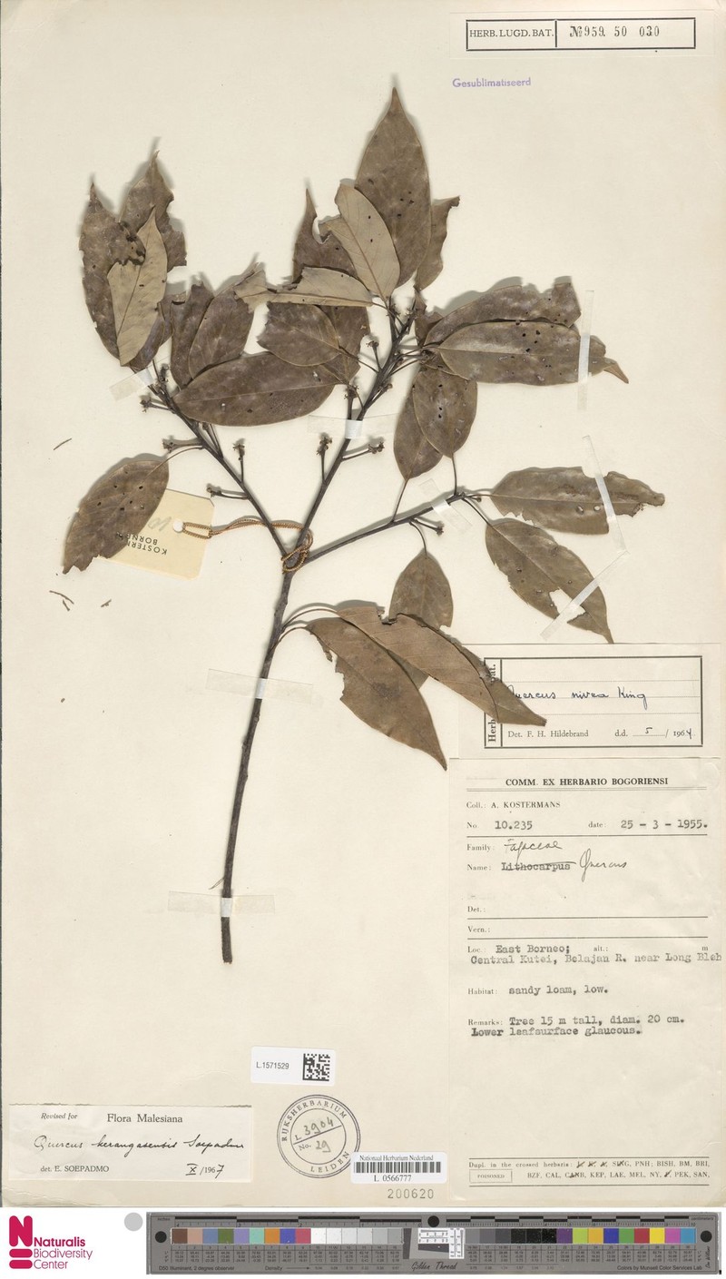 Quercus kerangasensis photo 7