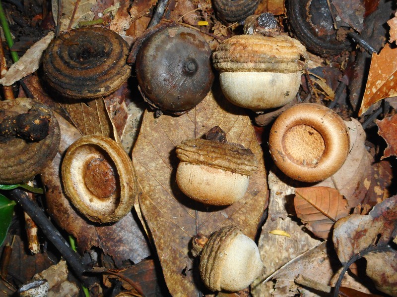 Quercus kerrii