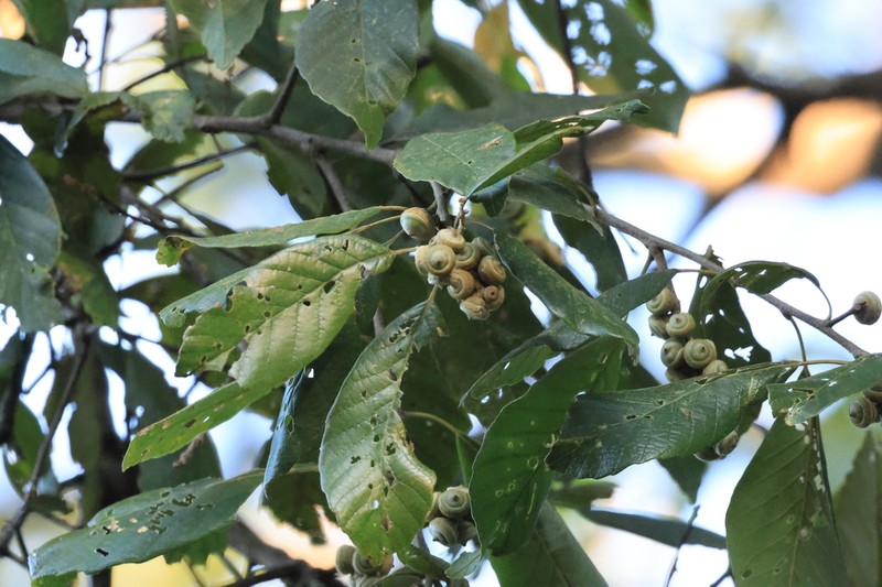 Quercus kerrii photo 2