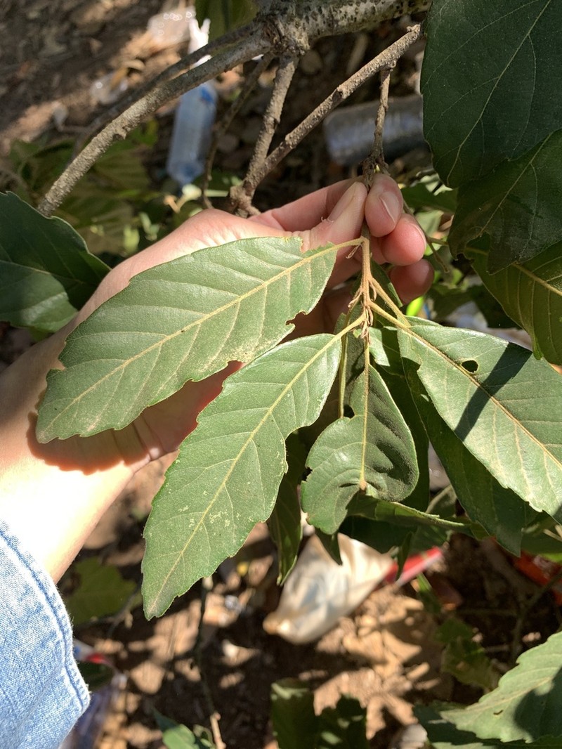 Quercus kerrii photo 3