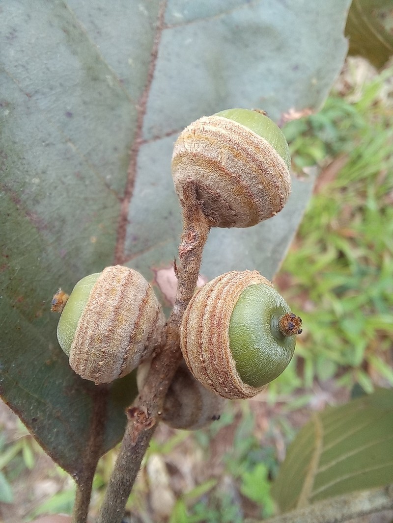 Quercus kerrii photo 4