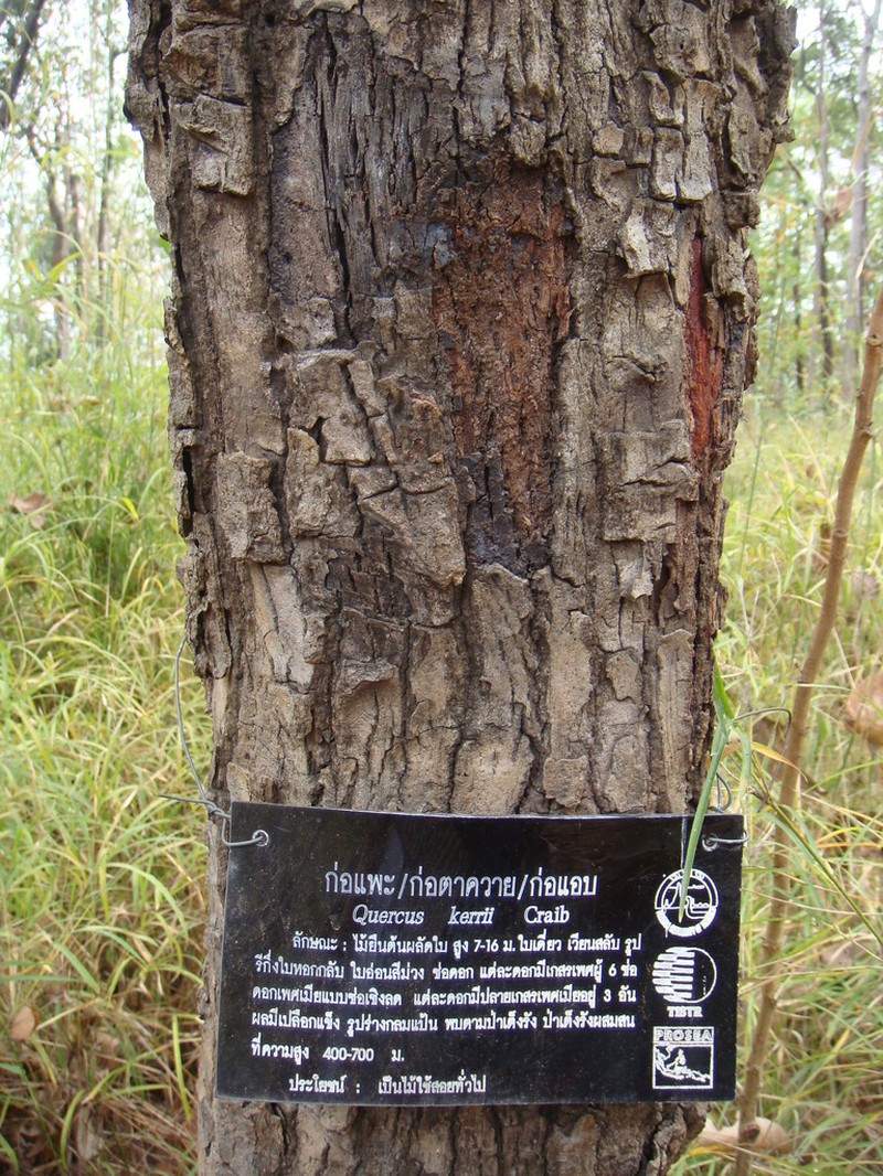 Quercus kerrii photo 5