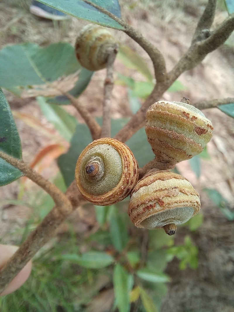 Quercus kerrii photo 6