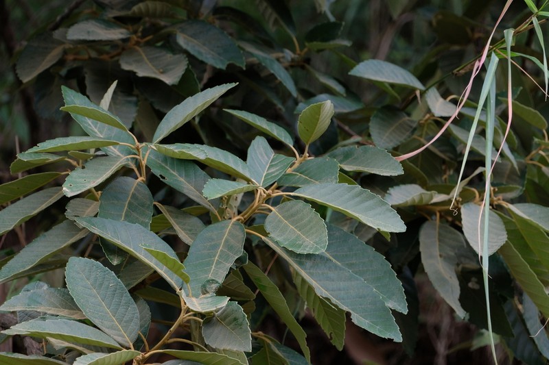 Quercus kerrii photo 7