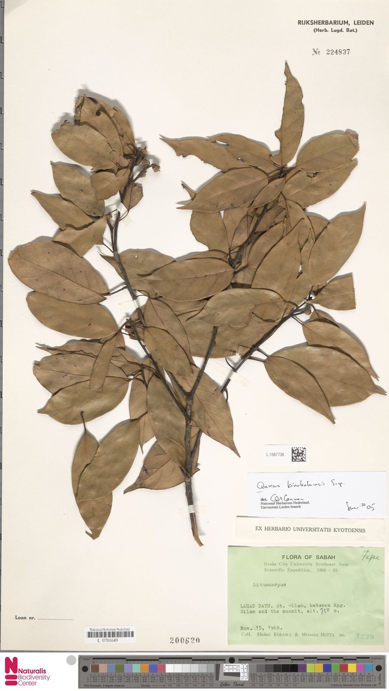 Quercus kinabaluensis
