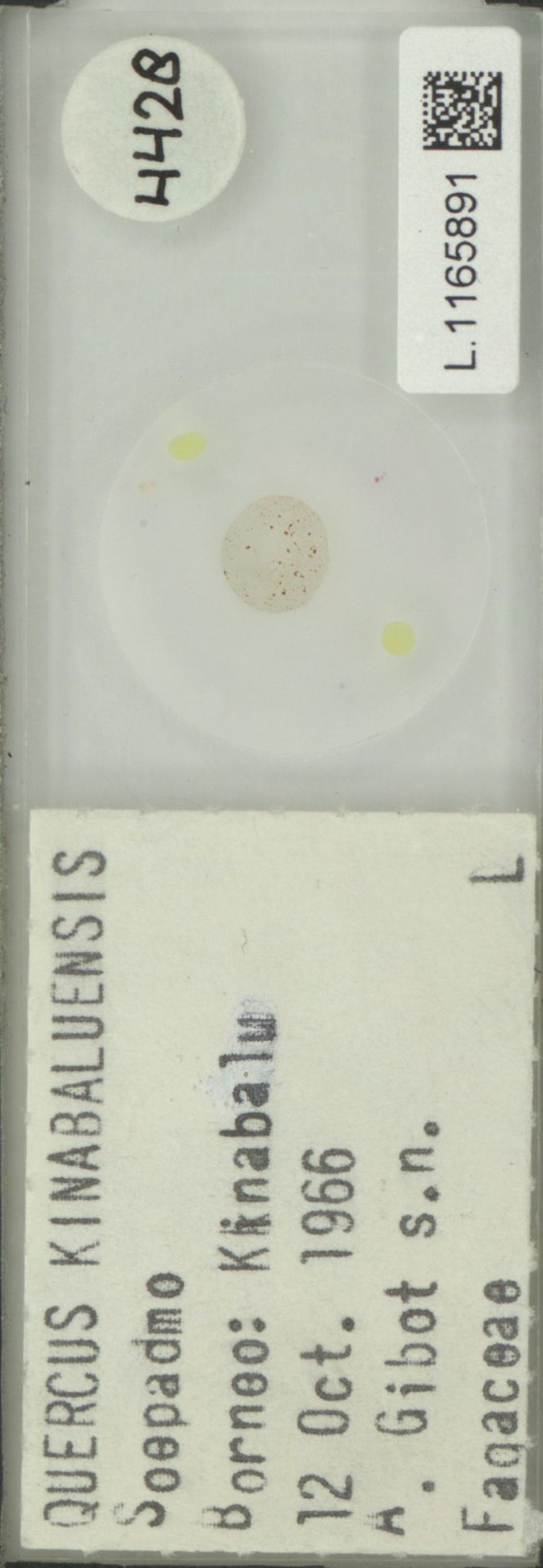 Quercus kinabaluensis photo 2
