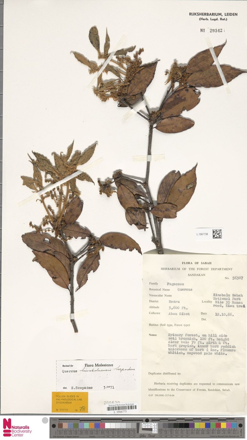 Quercus kinabaluensis photo 3