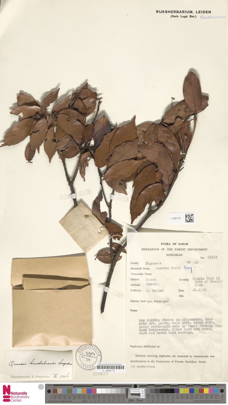 Quercus kinabaluensis photo 4