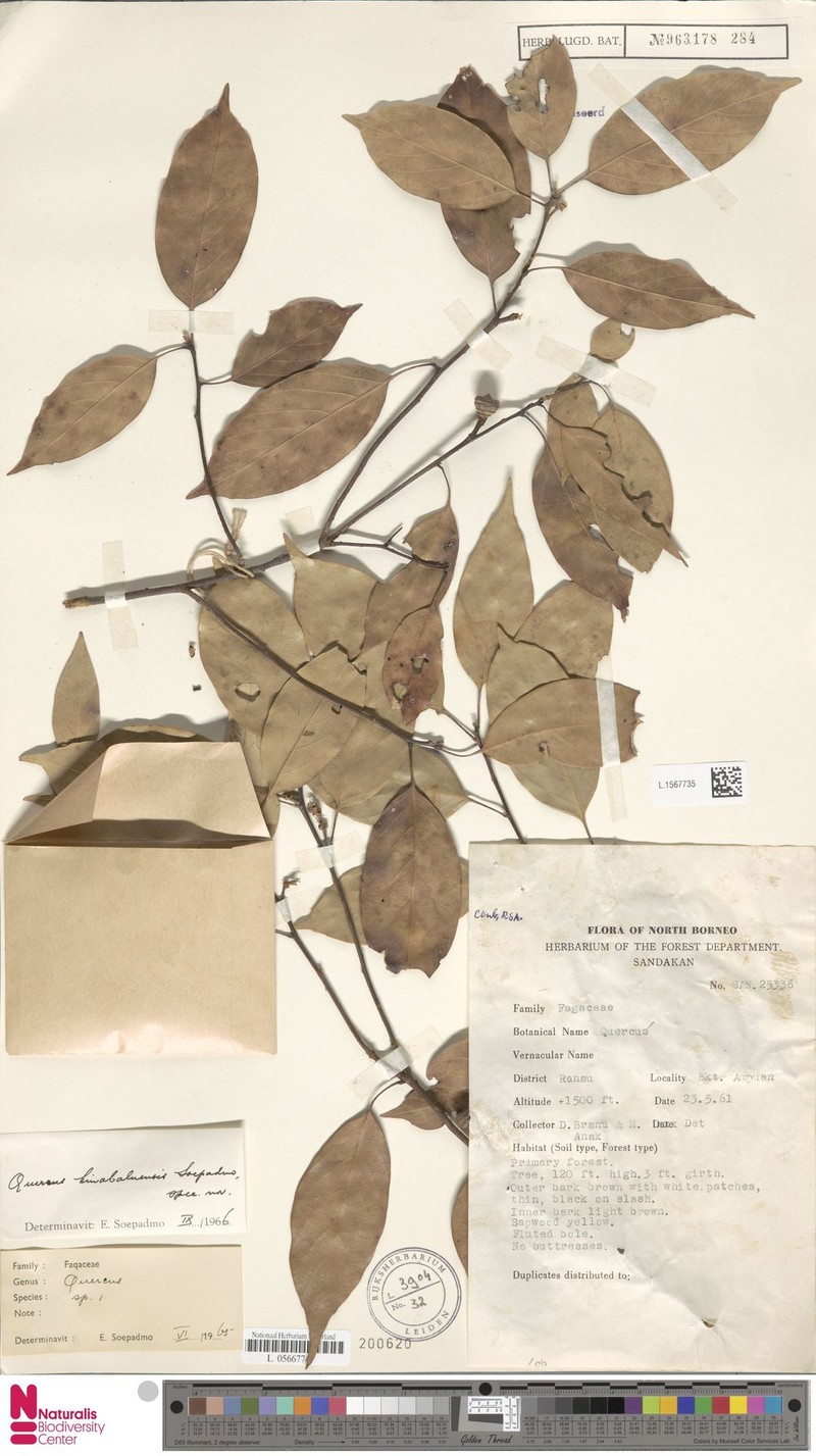 Quercus kinabaluensis photo 5