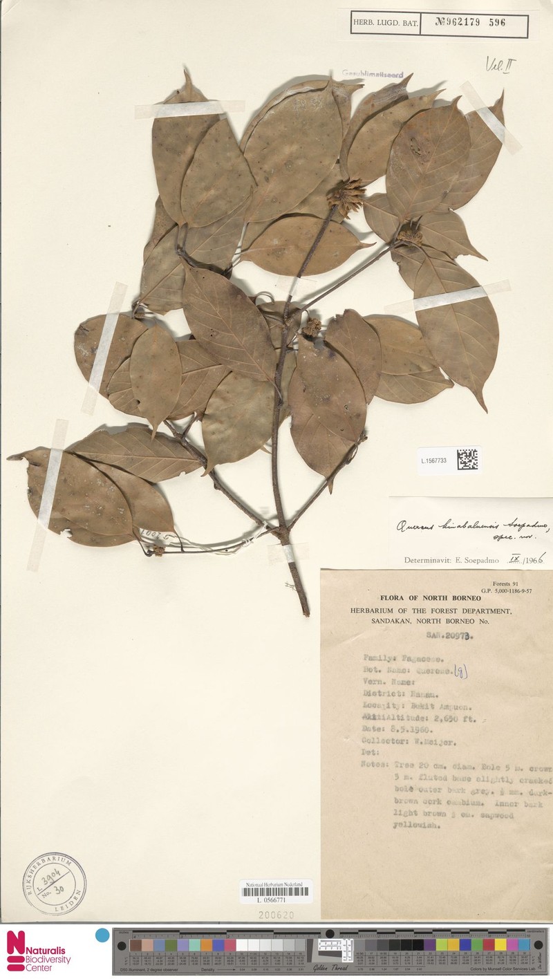 Quercus kinabaluensis photo 6