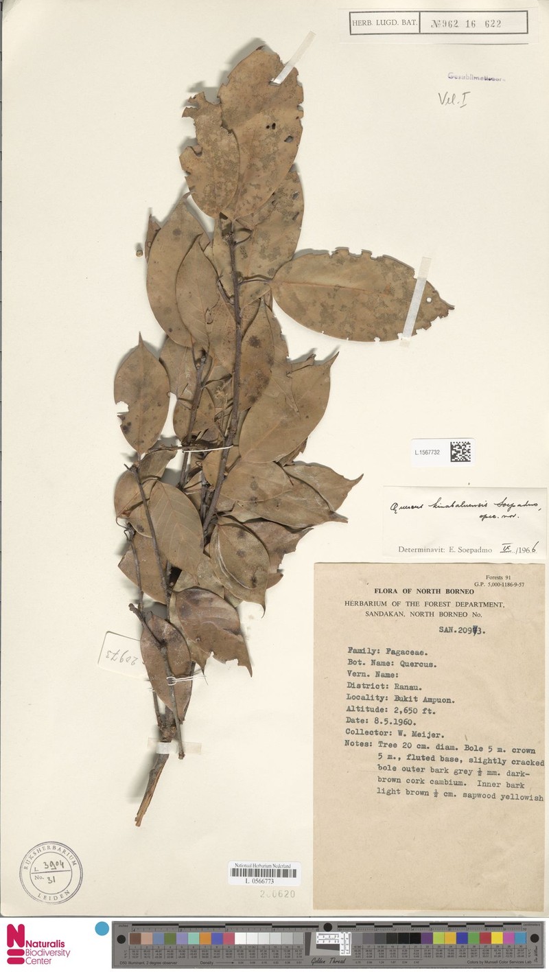 Quercus kinabaluensis photo 7